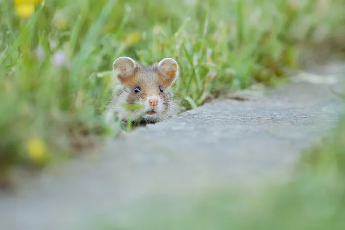 This Wildlife Photographer Spent 10 Years Photographing Wild Hamsters, And Here Are His Best 30 Pictures