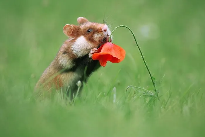 This Wildlife Photographer Spent 10 Years Photographing Wild Hamsters, And Here Are His Best 30 Pictures