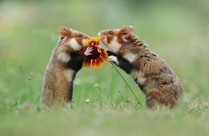 This Wildlife Photographer Spent 10 Years Photographing Wild Hamsters, And Here Are His Best 30 Pictures