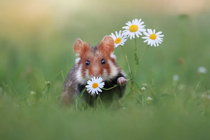 This Wildlife Photographer Spent 10 Years Photographing Wild Hamsters, And Here Are His Best 30 Pictures