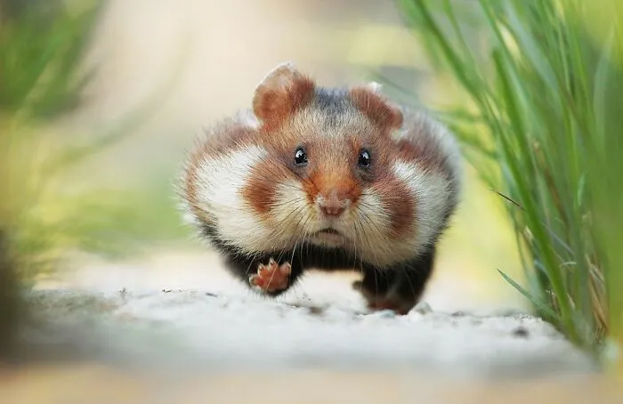 This Wildlife Photographer Spent 10 Years Photographing Wild Hamsters, And Here Are His Best 30 Pictures