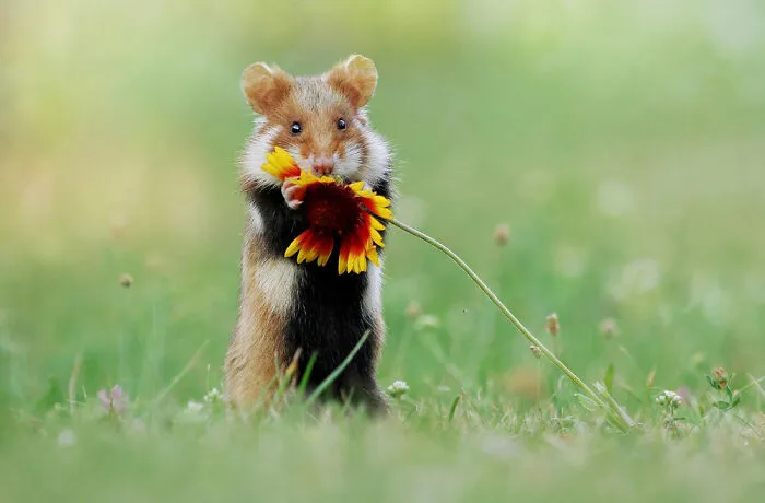 This Wildlife Photographer Spent 10 Years Photographing Wild Hamsters, And Here Are His Best 30 Pictures