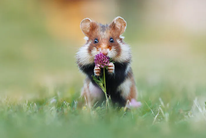 This Wildlife Photographer Spent 10 Years Photographing Wild Hamsters, And Here Are His Best 30 Pictures