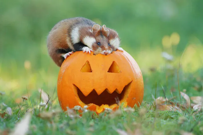 This Wildlife Photographer Spent 10 Years Photographing Wild Hamsters, And Here Are His Best 30 Pictures