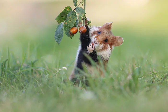 This Wildlife Photographer Spent 10 Years Photographing Wild Hamsters, And Here Are His Best 30 Pictures