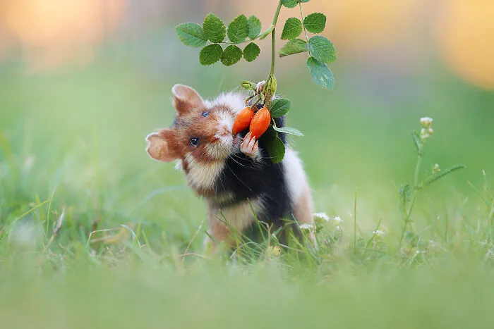 This Wildlife Photographer Spent 10 Years Photographing Wild Hamsters, And Here Are His Best 30 Pictures