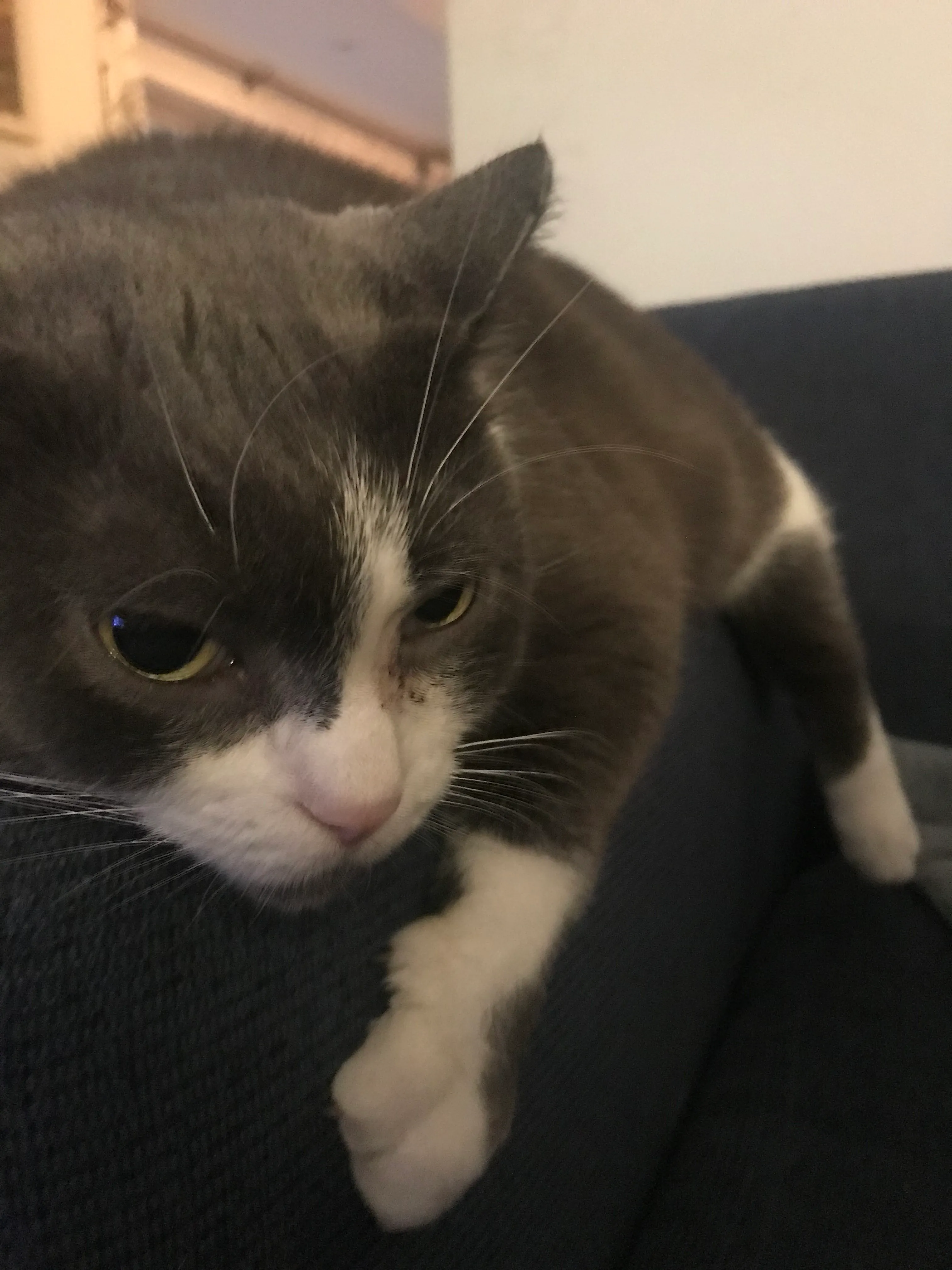Hey Pandas, Post The Funniest Picture Of Your Pet!