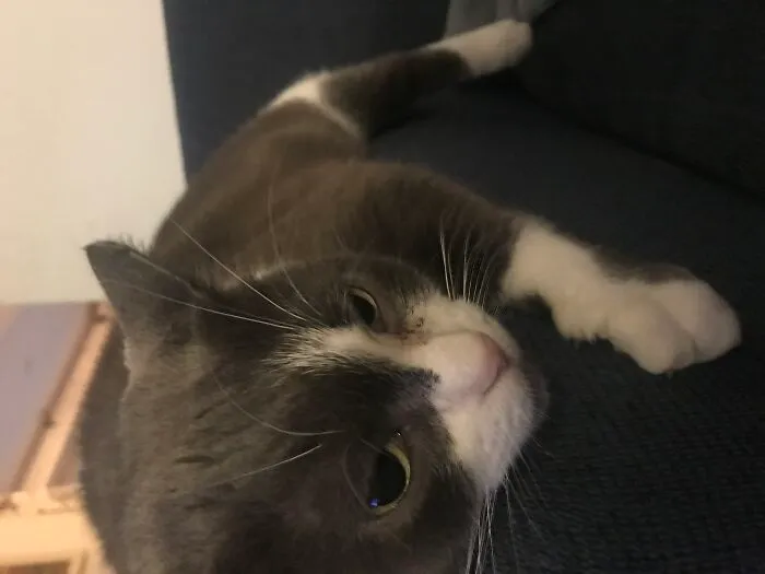 My Cat, Moo