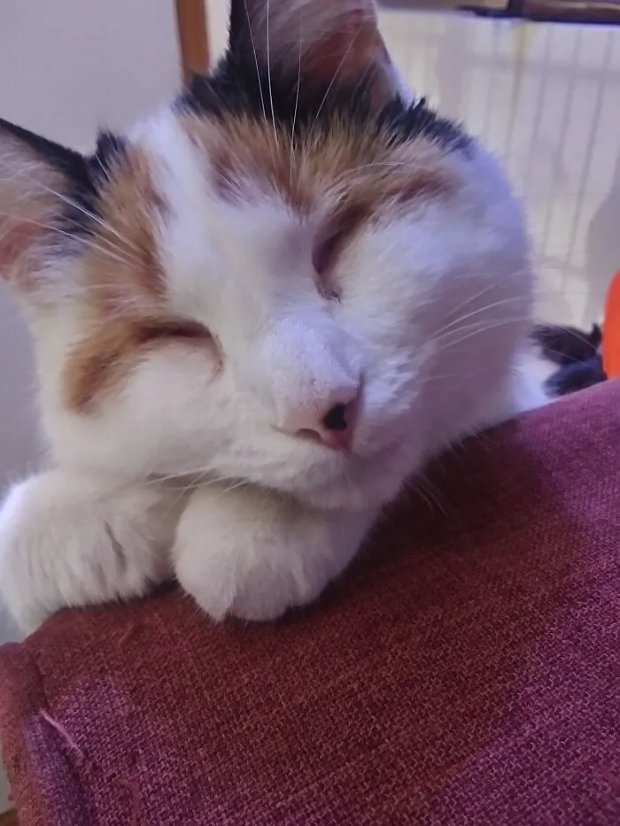 Iris, The Cat Born Without Eyes