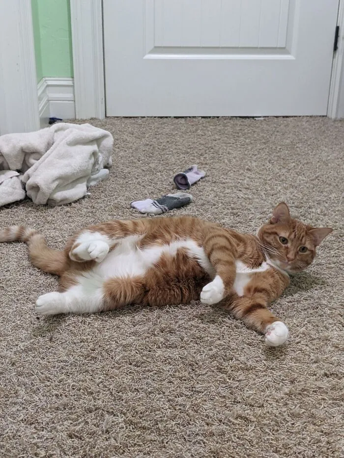 This Is My Derpy Cat, Suki Stormageddon
