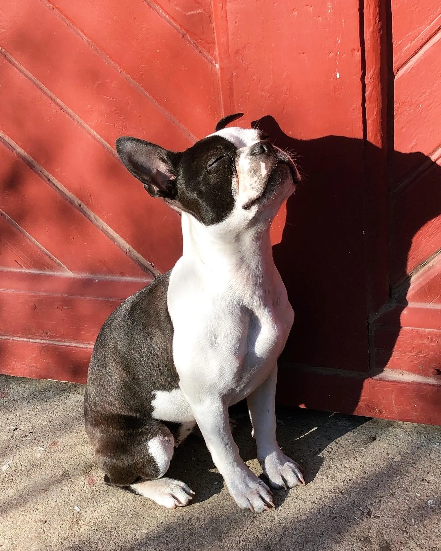 Hey Pandas, Post A Pic Of Your Pet In The Sun!