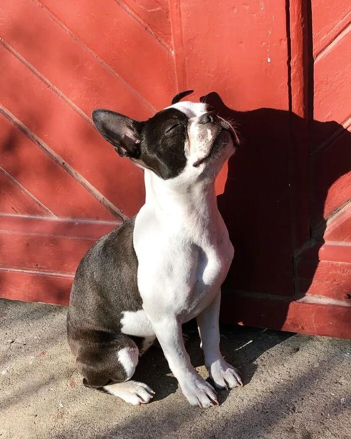 Poppy Enjoying The Sun