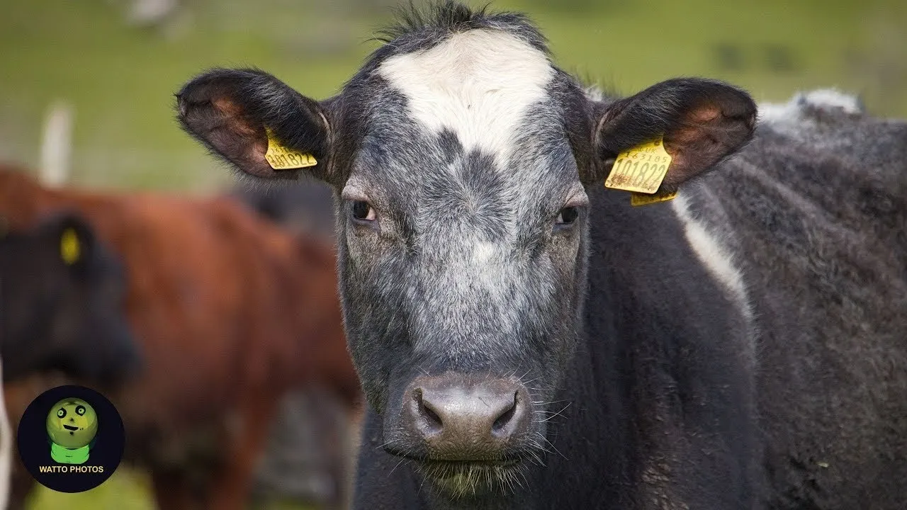 Cows Came To See Me