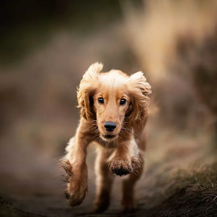 19 Pictures Of Adorable Puppies I've Photographed