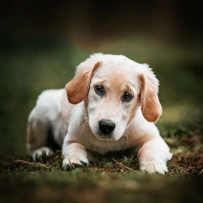 19 Pictures Of Adorable Puppies I've Photographed