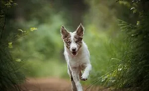 19 Pictures Of Adorable Puppies I've Photographed