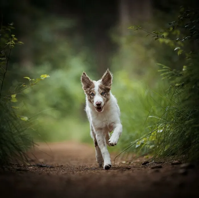 19 Pictures Of Adorable Puppies I've Photographed