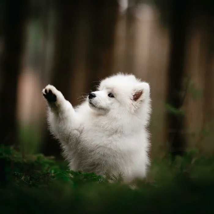 19 Pictures Of Adorable Puppies I've Photographed