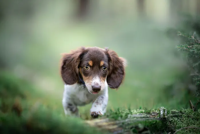 19 Pictures Of Adorable Puppies I've Photographed
