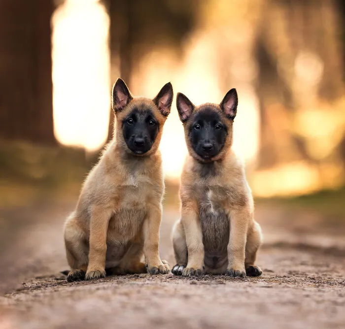 19 Pictures Of Adorable Puppies I've Photographed