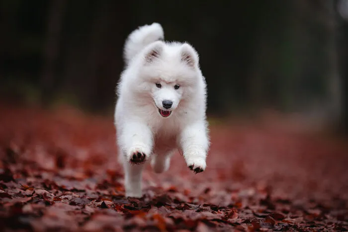 19 Pictures Of Adorable Puppies I've Photographed