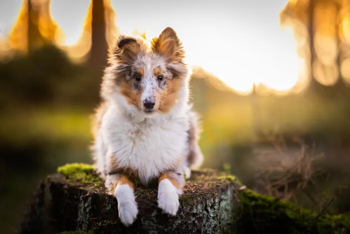 19 Pictures Of Adorable Puppies I've Photographed
