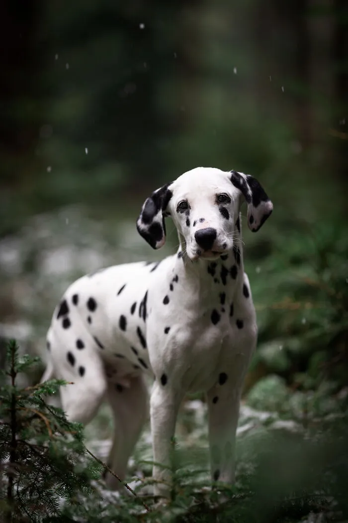 19 Pictures Of Adorable Puppies I've Photographed