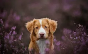 19 Pictures Of Adorable Puppies I've Photographed