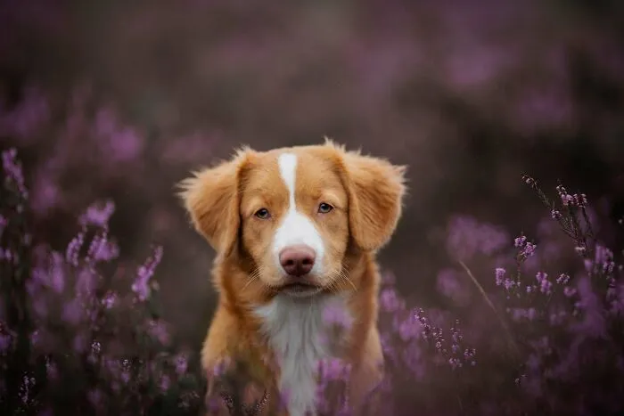 19 Pictures Of Adorable Puppies I've Photographed