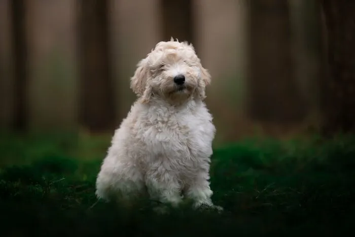19 Pictures Of Adorable Puppies I've Photographed