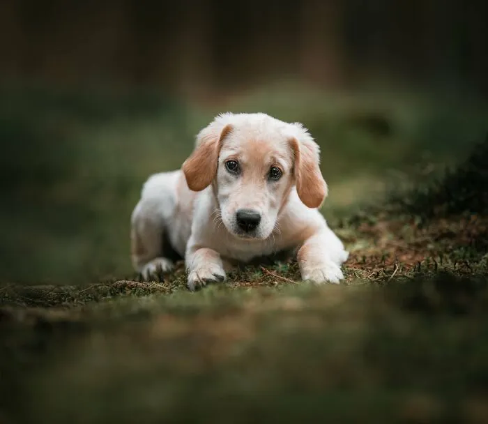 19 Pictures Of Adorable Puppies I've Photographed