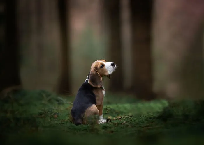 19 Pictures Of Adorable Puppies I've Photographed