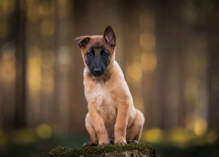 19 Pictures Of Adorable Puppies I've Photographed