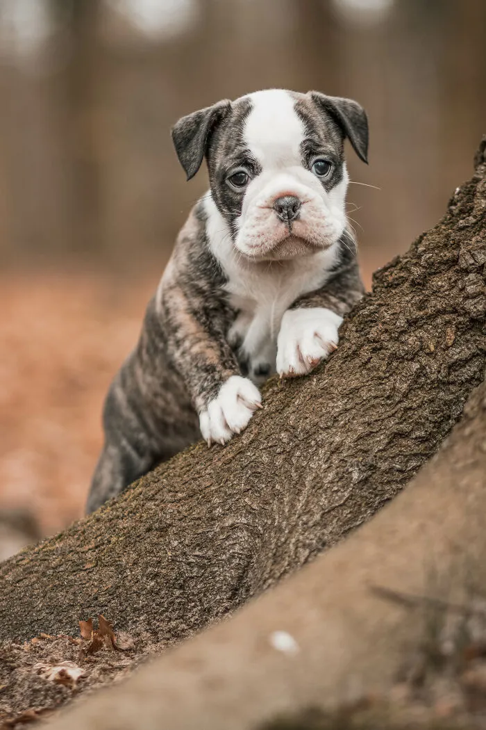 19 Pictures Of Adorable Puppies I've Photographed