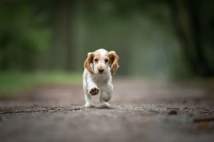 19 Pictures Of Adorable Puppies I've Photographed