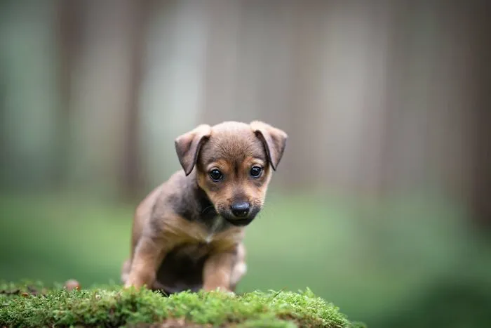 19 Pictures Of Adorable Puppies I've Photographed