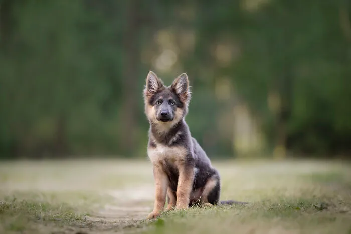 19 Pictures Of Adorable Puppies I've Photographed