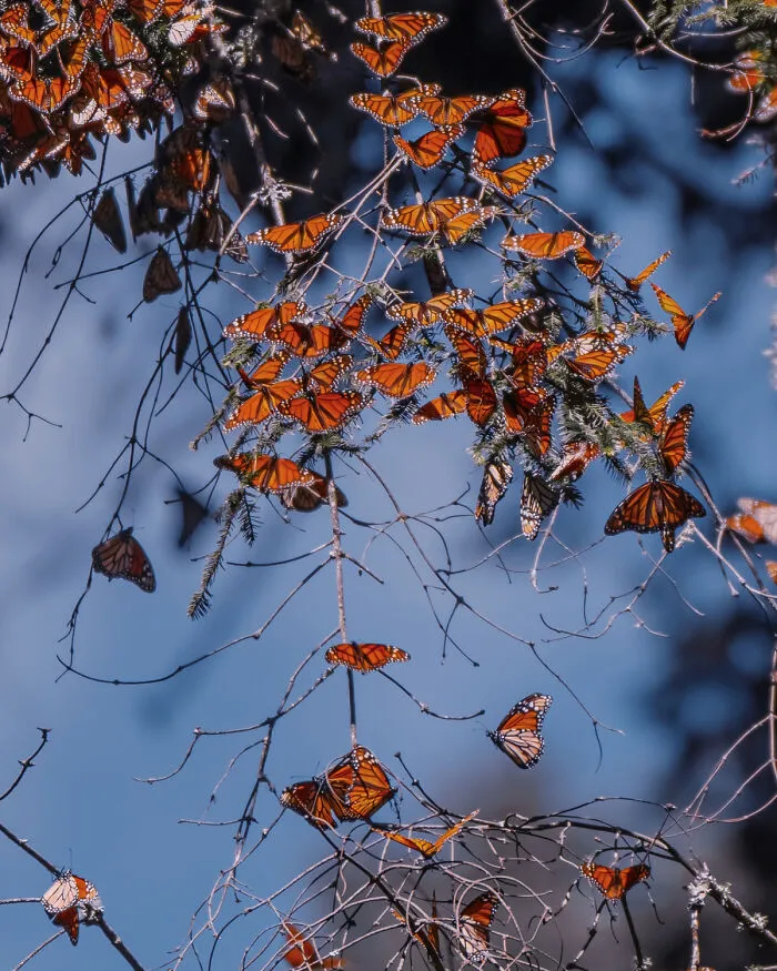 I Went To The Monarch Butterfly Biosphere Reserve In Mexico, And Here Are 23 Pictures I Took