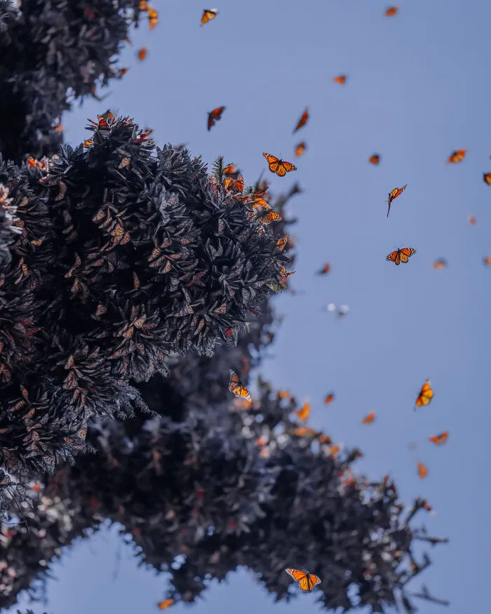 I Went To The Monarch Butterfly Biosphere Reserve In Mexico, And Here Are 23 Pictures I Took