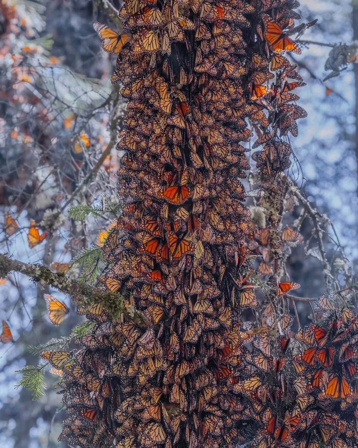 I Went To The Monarch Butterfly Biosphere Reserve In Mexico, And Here Are 23 Pictures I Took