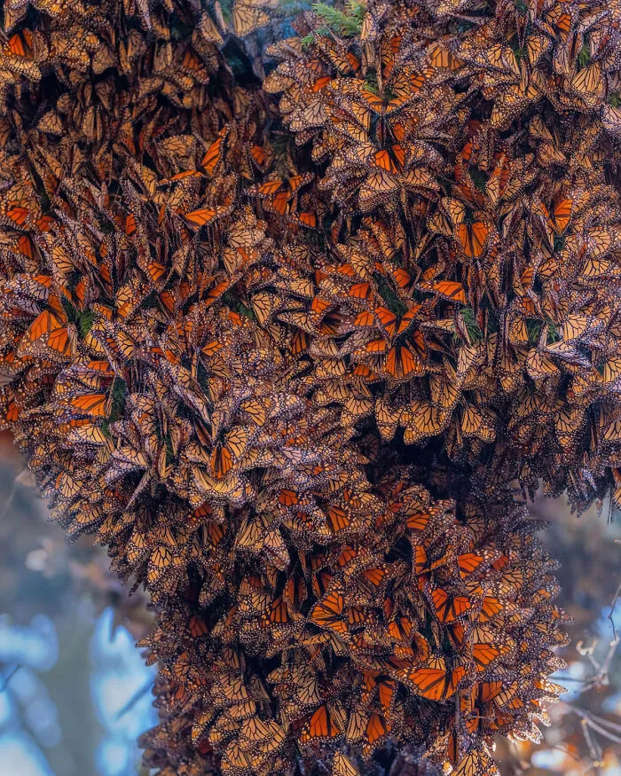 I Went To The Monarch Butterfly Biosphere Reserve In Mexico, And Here Are 23 Pictures I Took