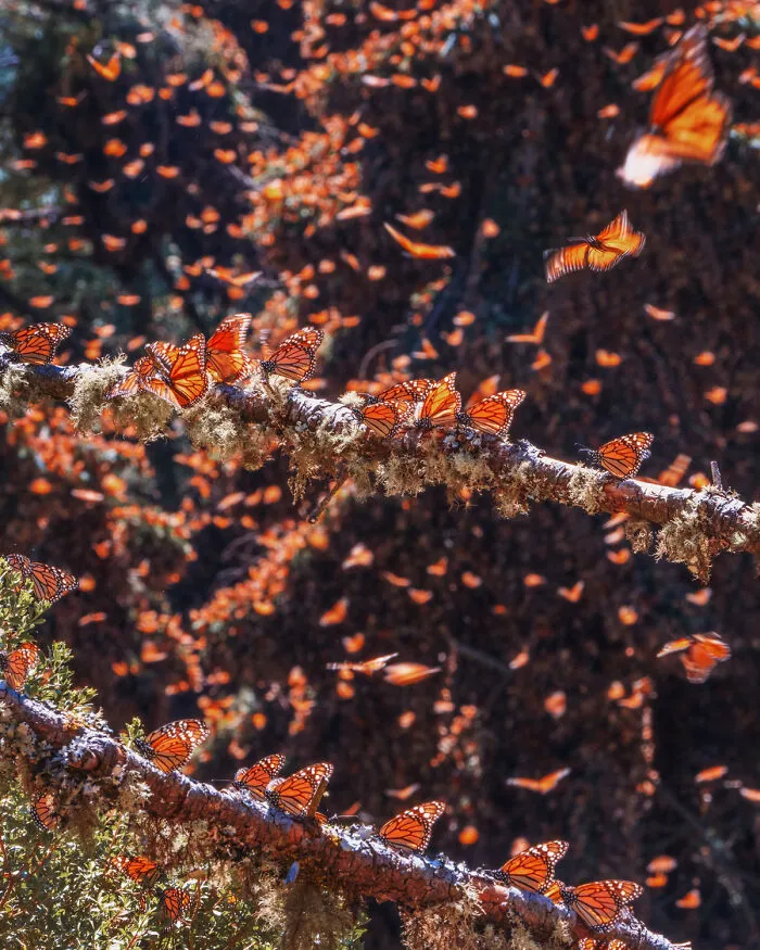 I Went To The Monarch Butterfly Biosphere Reserve In Mexico, And Here Are 23 Pictures I Took