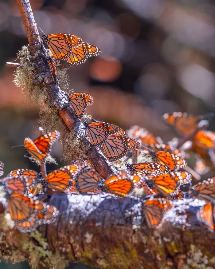 I Went To The Monarch Butterfly Biosphere Reserve In Mexico, And Here Are 23 Pictures I Took