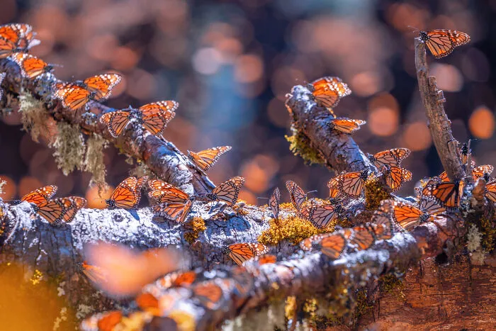 I Went To The Monarch Butterfly Biosphere Reserve In Mexico, And Here Are 23 Pictures I Took