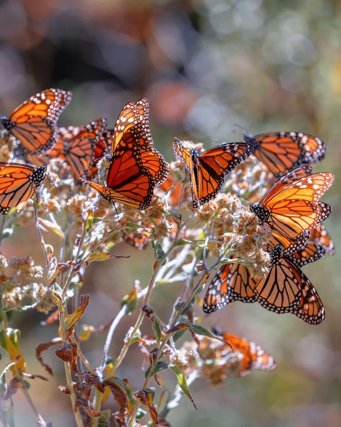 I Went To The Monarch Butterfly Biosphere Reserve In Mexico, And Here Are 23 Pictures I Took