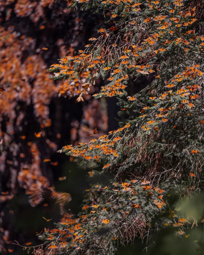 I Went To The Monarch Butterfly Biosphere Reserve In Mexico, And Here Are 23 Pictures I Took