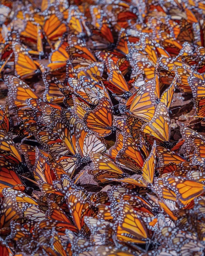 I Went To The Monarch Butterfly Biosphere Reserve In Mexico, And Here Are 23 Pictures I Took