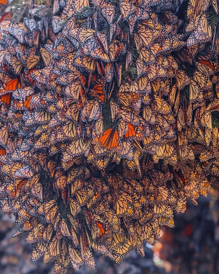 I Went To The Monarch Butterfly Biosphere Reserve In Mexico, And Here Are 23 Pictures I Took