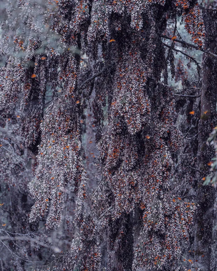 I Went To The Monarch Butterfly Biosphere Reserve In Mexico, And Here Are 23 Pictures I Took