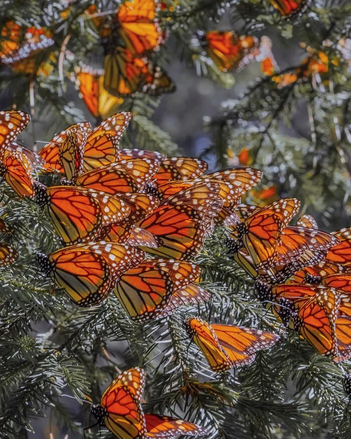 I Went To The Monarch Butterfly Biosphere Reserve In Mexico, And Here Are 23 Pictures I Took